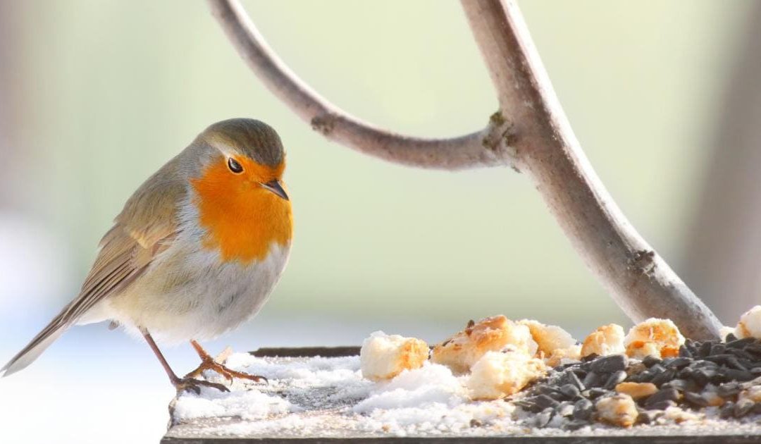 Bird Control That Works Without Harming the Environment