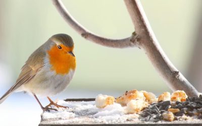 Bird Control That Works Without Harming the Environment