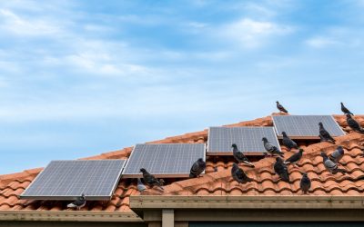 How to prevent birds from nesting in your roof