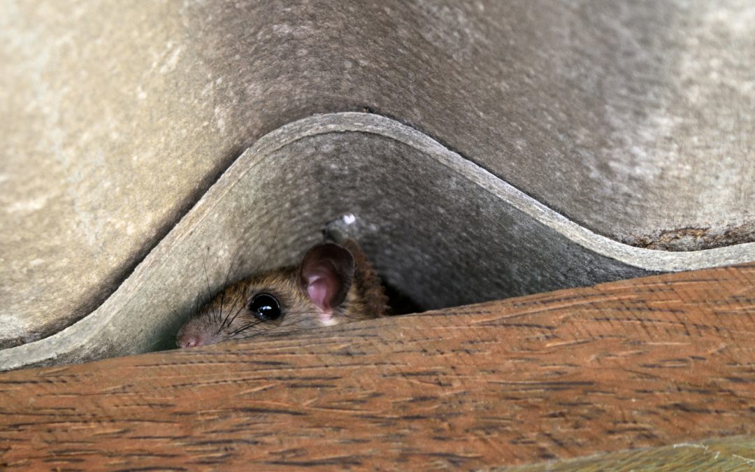 How to Rat Proof Your Roof