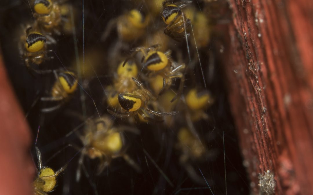 Garden Orb Weavers: Friend or Foe?