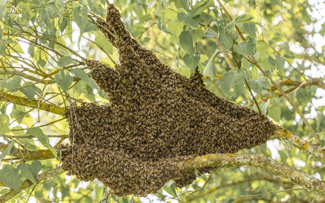 What Not to do During a Bee Swarm