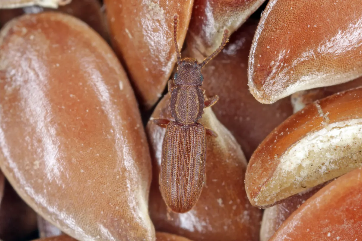 sawtoothed grain beetle pest control