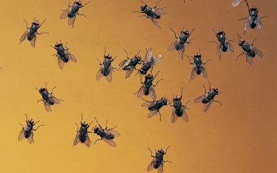 HOW TO KEEP FLIES AND WASPS AWAY FROM YOUR BBQ AND OUTDOOR EVENTS