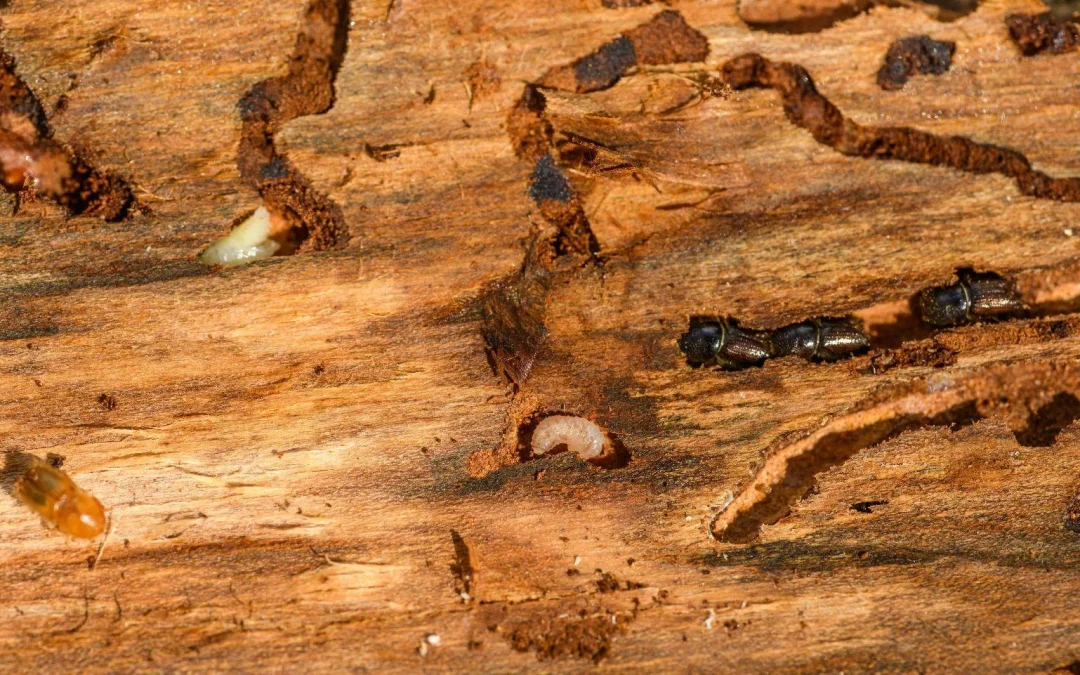 Top 5 Termite Species Found in Adelaide