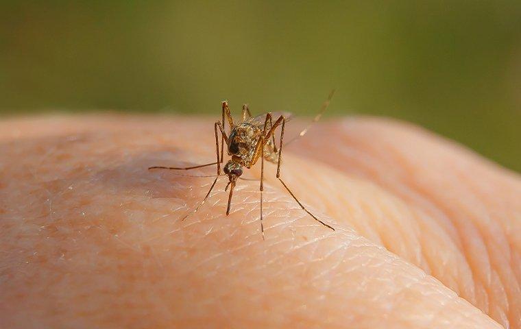 BEST WAYS TO KEEP MOSQUITOES AWAY FROM YOUR HOME AND BACKYARD