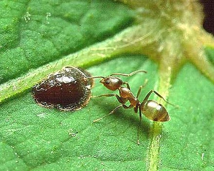 Argentine ant, Linepithema humilis