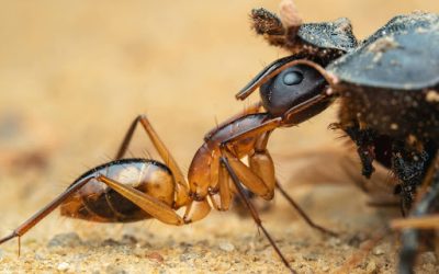 How Long Do Ants Live? (Lifespans Explained For Australian Species)