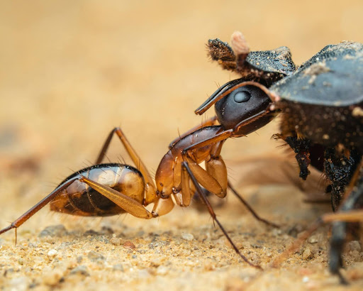 banded sugar ants foraging for food