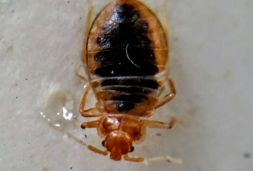 close up image of a bed bug engorged with blood