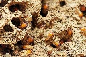 termites crawling through intricate underground tunnels