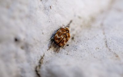 How to Get Rid of Carpet Beetles in Your South Australian Home