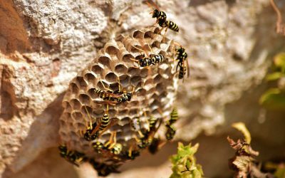 Guide to Wasp Nest Removal in South Australia: Safe Ways to Get Rid of Wasps
