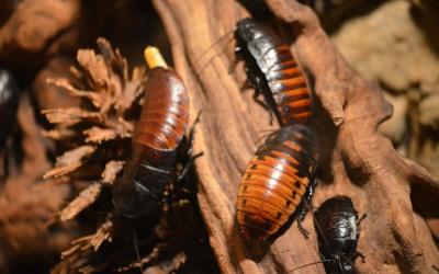 How to Get Rid of Cockroaches