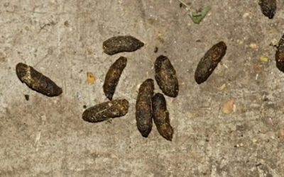 What Does Rat Poop Look Like? How to Identify and Handle It