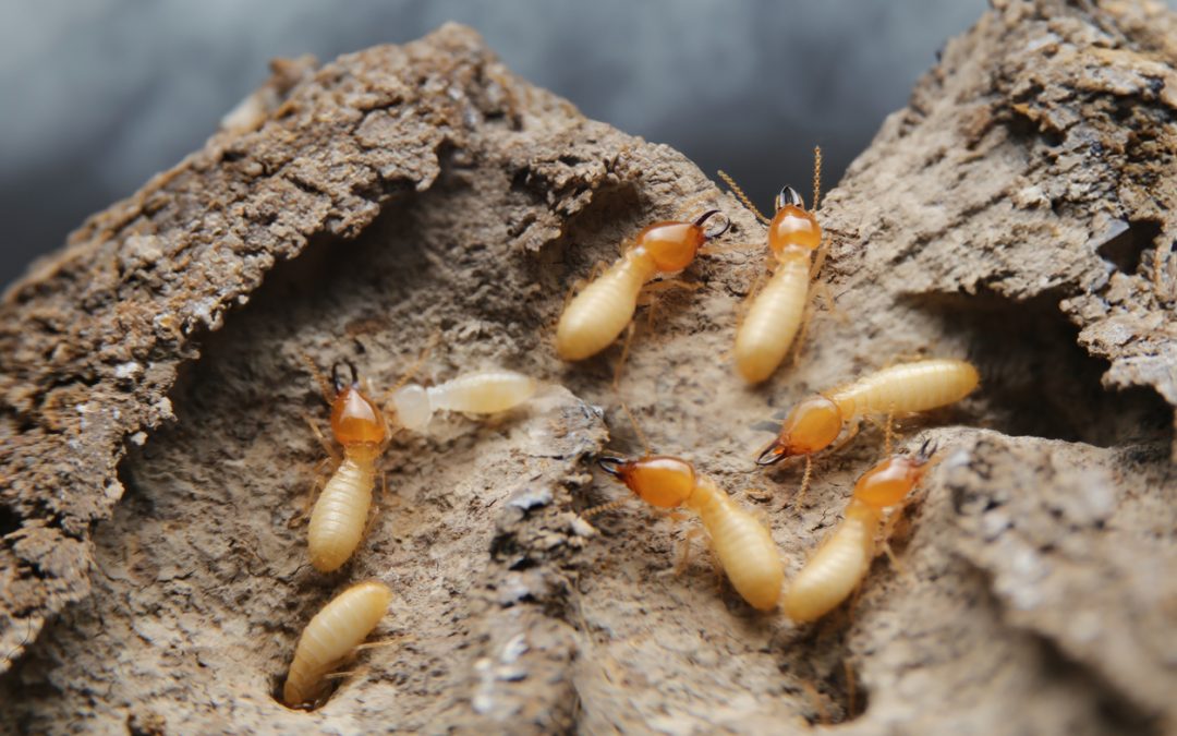 Are Termites Active in Winter?