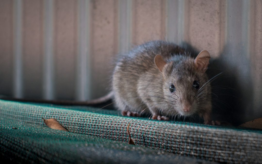 How To Keep Rats Away In Winter