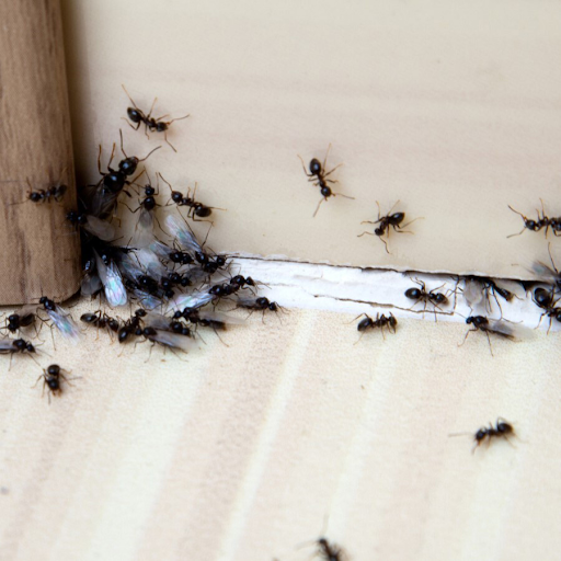 ants inside a home environment