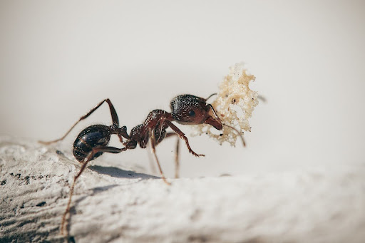 Close-up of a black ant carrying a piece of food, showing why ants often come inside the house. Source: Pixabay