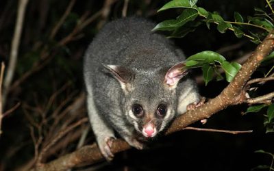 Is Possum Dangerous to Humans?