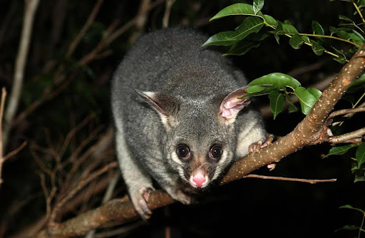 Is Possum Dangerous to Humans?