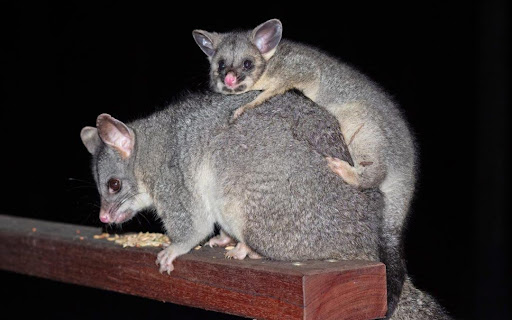A common brushtail possum carrying its baby on its back at night