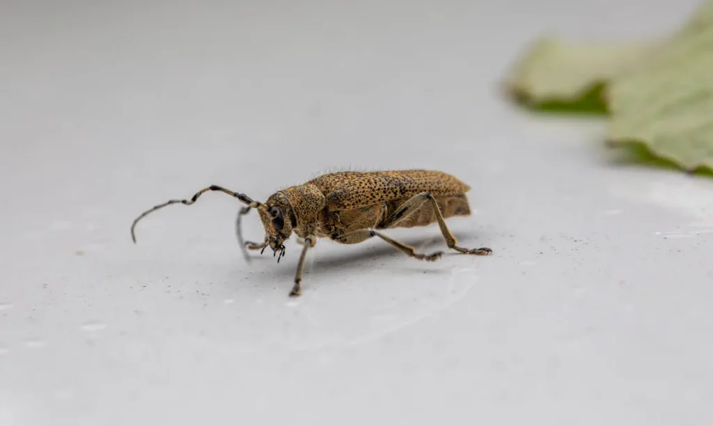 what do borers look like