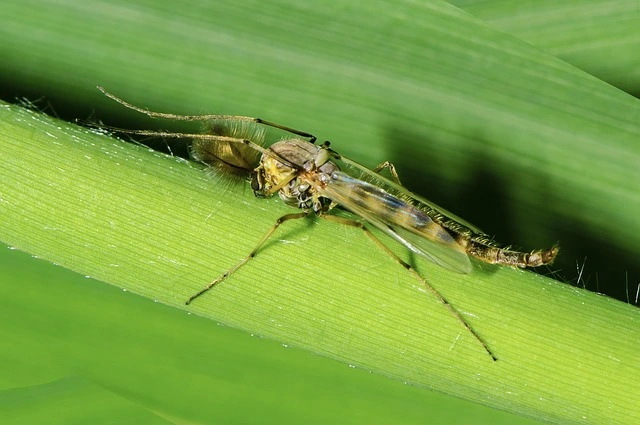 midges in house