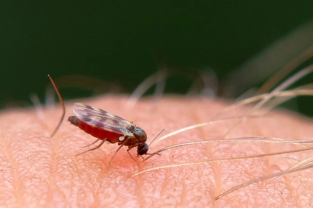 Effective Pest Solutions for Midges in House Problems