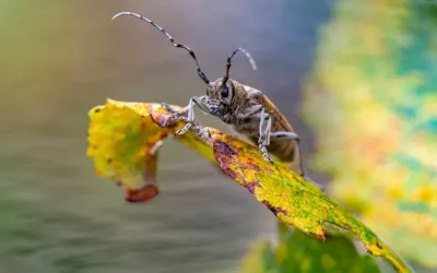 What Borers Look Like and How to Treat Them