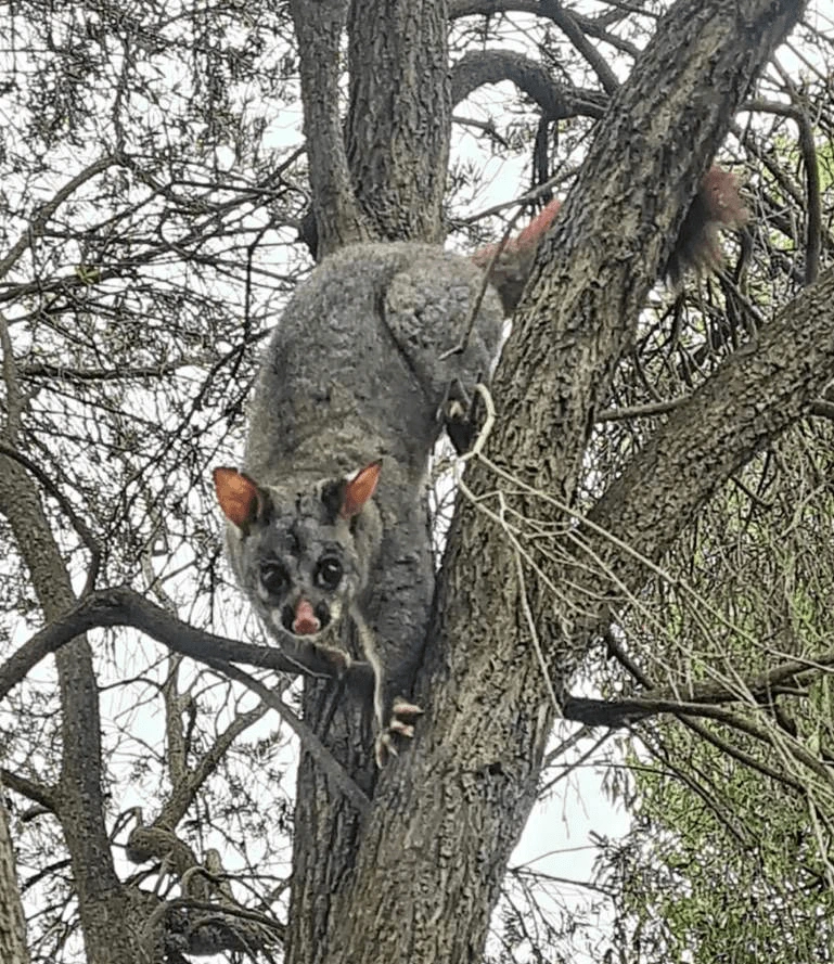 possum removal adelaide
