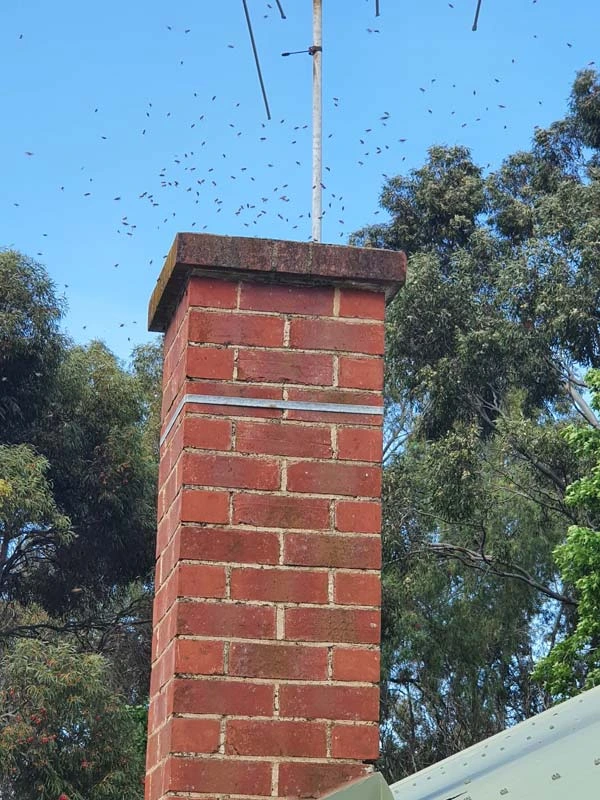 bee & wasp removal adelaide