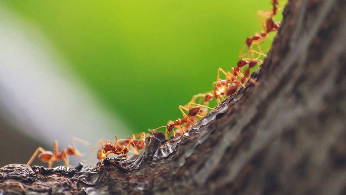 ant control adelaide