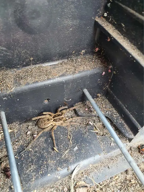 spider control adelaide