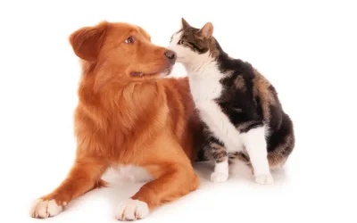 Pet-Friendly Pest Control Methods to Keep Your Home Safe