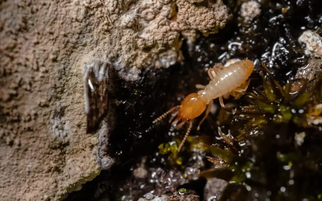 How a Termite Reticulation System Protects Your Home