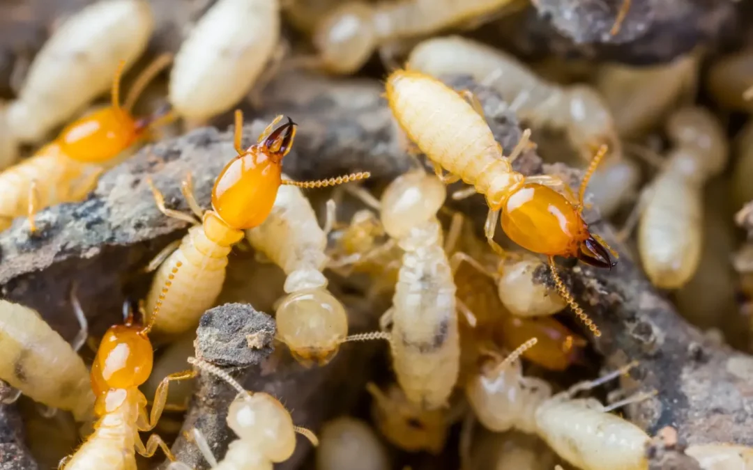 What Is the Difference Between Ants and Termites?