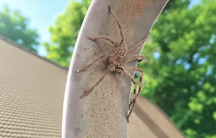 huntsman spiders aggressive