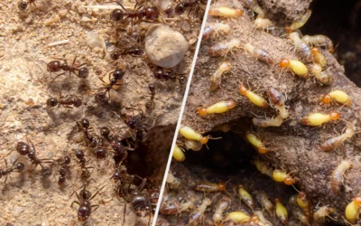 What Is the Difference Between Ants and Termites?