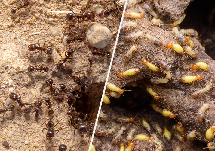 What Is the Difference Between Ants and Termites?