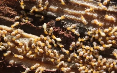 Why Autumn Is the Best Time for Termite Barriers in Adelaide