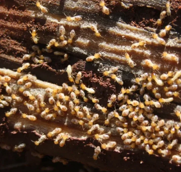 Why Autumn Is the Best Time for Termite Barriers in Adelaide