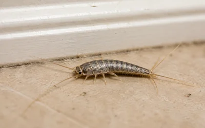 How to Identify and Get Rid of Silverfish in Your Home